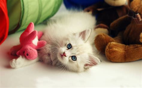 fotos cute|Cute ... Photos, Download The BEST Free Cute ... Stock Photos。